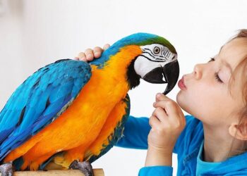 Які породи папуг вміють розмовляти і як навчити папугу швидко говорити