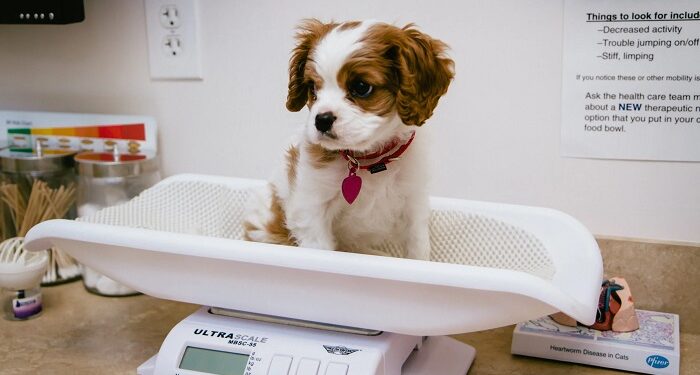 Набір ваги у собаки: поради щодо годування та догляду за вихованцем