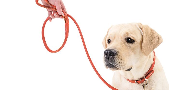 Види амуніції для собак: як вибрати найкраще спорядження для вашого улюбленця