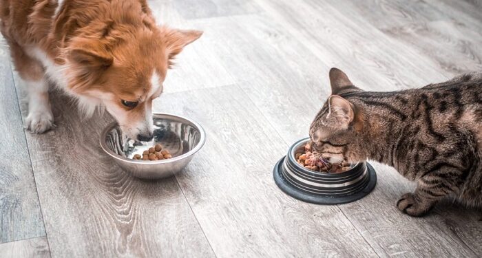 Как правильно подобрать корм для питомца: основные критерии