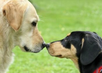 Соціалізація собаки: як допомогти улюбленцю адаптуватися до людей і тварин