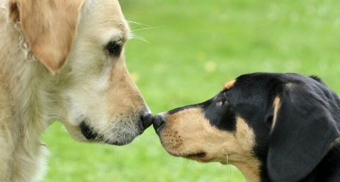 Соціалізація собаки: як допомогти улюбленцю адаптуватися до людей і тварин