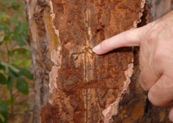 Як зрозуміти, що в дереві завівся короїд